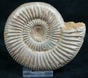 Perisphinctes Ammonite - Jurassic #7365-1